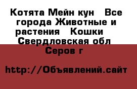 Котята Мейн кун - Все города Животные и растения » Кошки   . Свердловская обл.,Серов г.